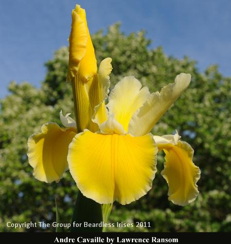 03 Andre_Cavaille_Ransom2011